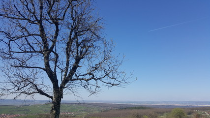 Lonely tree in early spring with unclouded sky