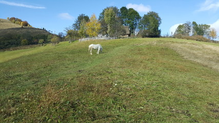 White horse grazing