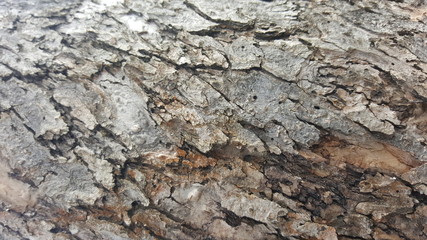 Tree bark, wood texture