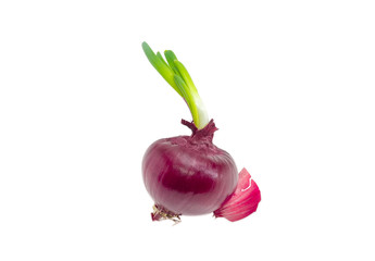 Red onion beginning to sprout closeup