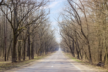 Roadway in the forest at early spring