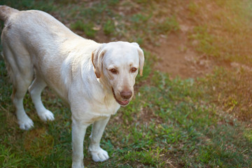 One labrador stand on green grass