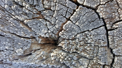 Texture of old tree stump with cracks