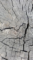 Texture of old tree stump with cracks