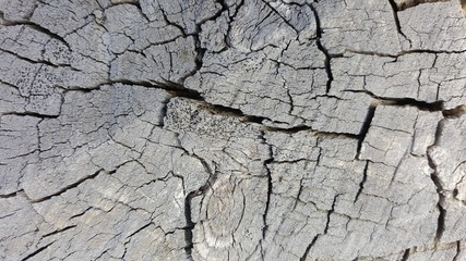 Texture of old tree stump with cracks