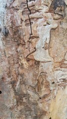 Texture of old tree bark with cracks