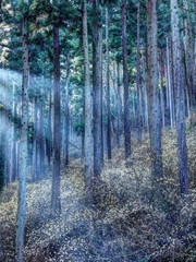 ミツマタの森の朝