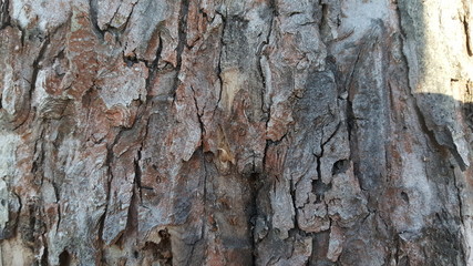Old tree bark with cracks 