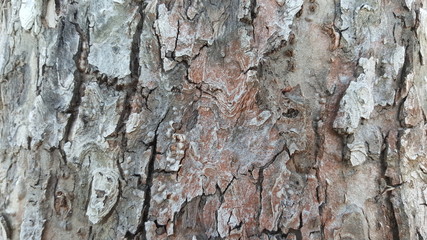 Old tree bark with cracks 