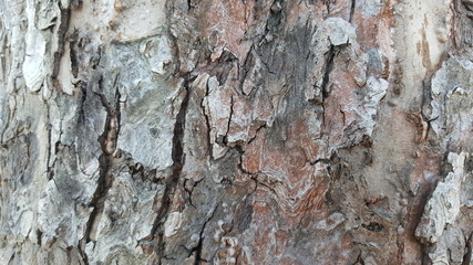 Old tree bark with cracks 