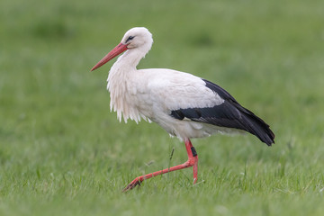 Weißstorch im grünen