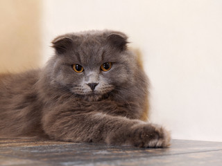 Fototapeta premium Gray cat lying comfortably on the floor