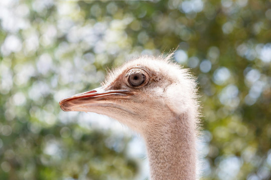 Head of ostrich.