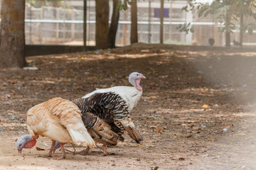 Wild turkeys walking.