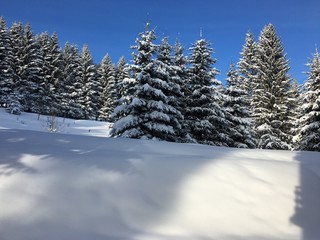 Beautiful snowfall with forest trees and snowy field