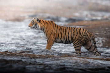 Fototapeta na wymiar Young tiger female during the summer rain in a beautiful place/wild animal in the nature habitat/India/big cats/endangered animals/close up with tigress