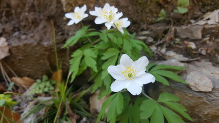 White flowers in nature
