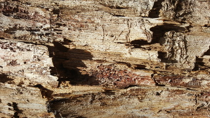 Rotten wood abstract texture