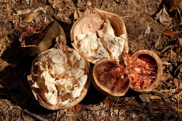 Broken baobab tree fruit and seeds, Madagascar - obrazy, fototapety, plakaty