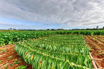 Tobacco Field - Vinales Valley, Cuba