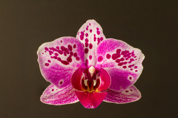 Orchidee Blüte