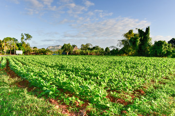 Tobacco Field - Vinales Valley, Cuba