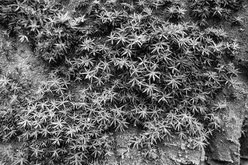 Miniature moss background black and white