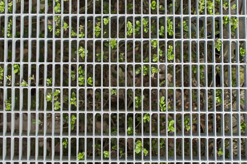 Steel wire mesh fence in front of a green shrub