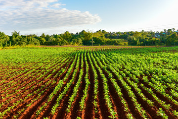 Fototapeta na wymiar Tobacco Field - Vinales Valley, Cuba