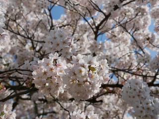 Obraz premium Flowering Japanese cherry tree covered in blossom