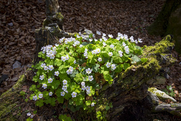 Waldsauerklee (Oxalis acetosella)