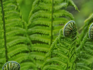 Ferns