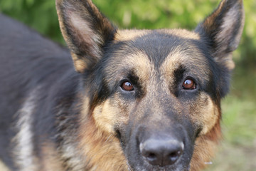 Brown attentive eyes of a dog 