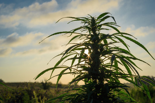 Marijuana plant on sunset