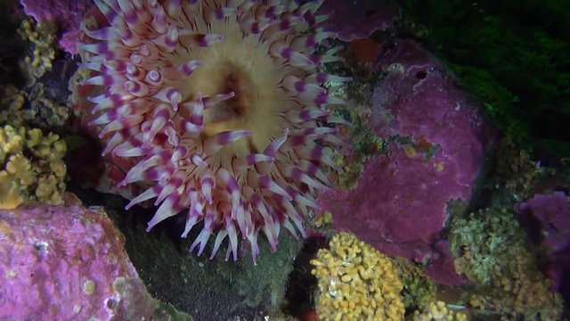 Lilac actinia anemone on background corals underwater in ocean of Alaska. Swimming in amazing world of beautiful wildlife. Inhabitants in search of food. Abyssal relax diving.