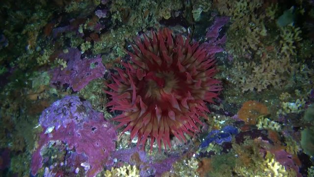 Red actinia anemone on background corals underwater in ocean of Alaska. Swimming in amazing world of beautiful wildlife. Inhabitants in search of food. Abyssal relax diving.