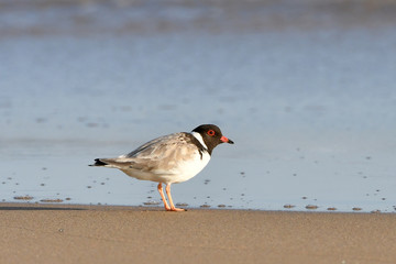 Hooded Plover