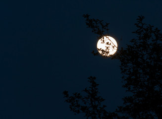 Glowing Full Moon 1