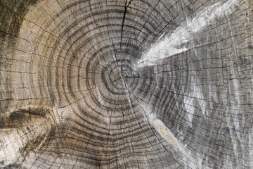 Tree trunk cuts showing growth rings