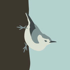 bird nuthatch vector illustration style Flat