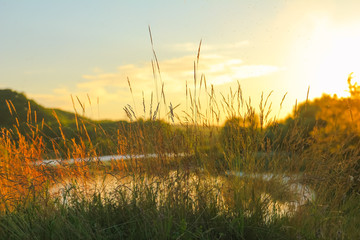 Evening grass in the river hill