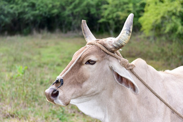 Cuban Cow