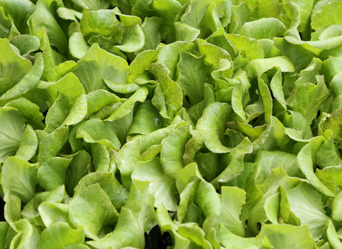 green leaves of tender fresh lettuce for sale without using pest