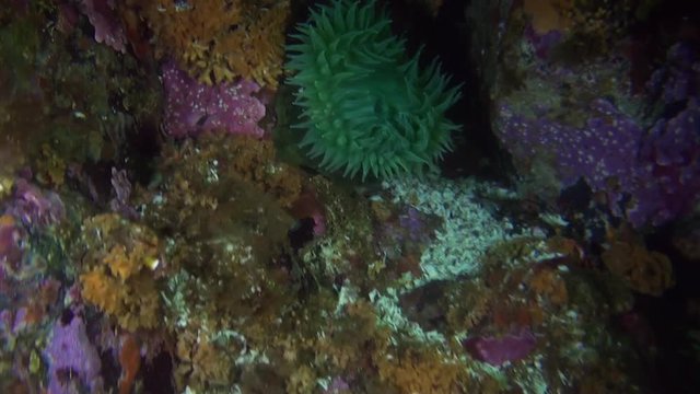 Green anemone on background seabed underwater in ocean of Alaska. Swimming in amazing world of beautiful wildlife. Inhabitants in search of food. Abyssal relax diving.