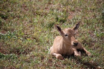 Newborn Red Hartebeest