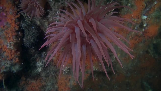 Red actinia anemone on background seabed underwater in ocean of Alaska. Swimming in amazing world of beautiful wildlife. Inhabitants in search of food. Abyssal relax diving.