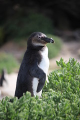 Pinguin