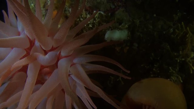 Delicate pink actinia anemone underwater in ocean of Alaska. Swimming in world of beautiful wildlife of colorful reefs. Inhabitants in search of food. Abyssal relax diving.
