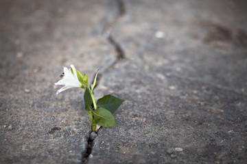 white flower growing on crack street