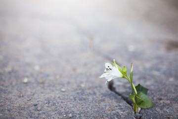 white flower growing on crack street